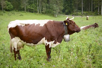 Pinzgau cattle