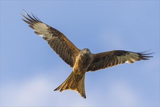 Red kite (Milvus milvus) in flight