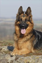 Old German shepherd dog