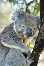 Koala (Phascolarctos cinereus) on a bamboo tree