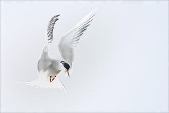 Common tern (Sterna hirundo) hunting in the shaking flight