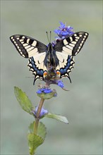 Swallowtail (Papilio machaon) to Carpet bugle (Ajuga)