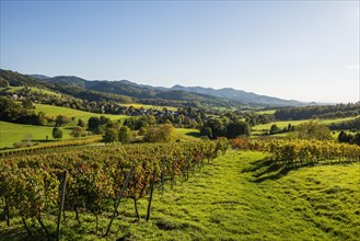 Hilly landscape with vineyards