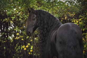 Friese (Equus)