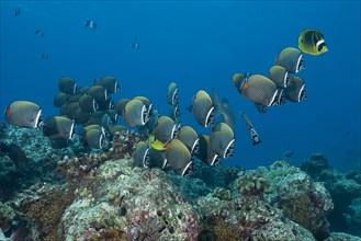School of Pakistani butterflyfish or Redtail Butterflyfishes (Chaetodon collare) swim over coral reef