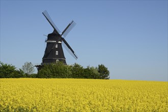 Windmill at rape field at Krageholm