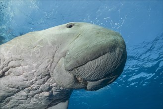 Sea Cow (Dugong dugon) swims under surface of the blue water