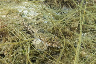 Female Reticulated Dragonet (Callionymus reticulatus) lies on the seaweed
