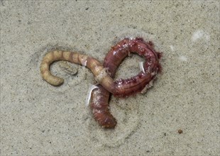 Lugworm (Arenicola marina)