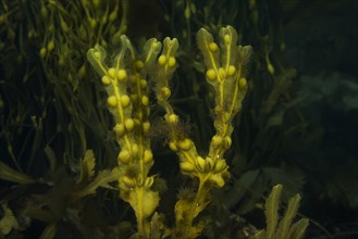 Brown seaweed Bladder Wrack (Fucus vesiculosus)