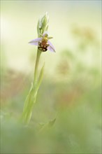 Bee orchid (Ophrys apifera) in a meadow near Erfurt