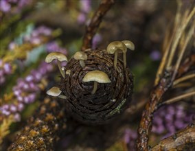 Conifer Cone Caps (Baeospora myosura)