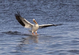 American white pelican (Pelecanus erythrorhynchos) landing on water