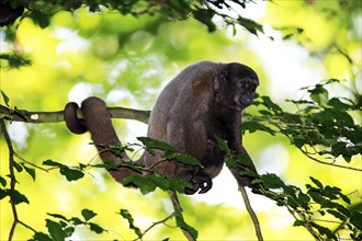 Brown woolly monkey (Lagothrix lagotricha)