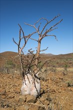 Bottle tree (Pachypodium lealii) in the desert