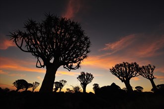 Quiver tree (Aloe dichotoma)