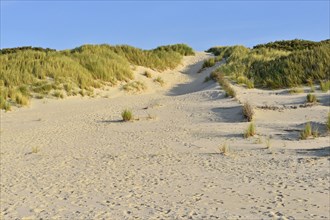 Path with many footprints for over a sandy dune