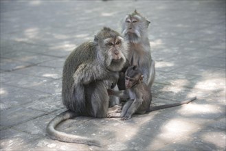 Crab-eating macaques (Macaca fascicularis)