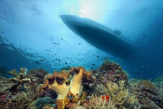 Coral reef with different corals and silhouette of dive boat