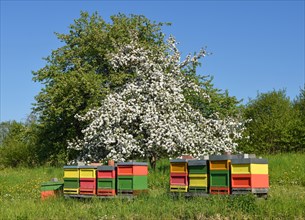 Bee hives in front of a blooming fruit tree