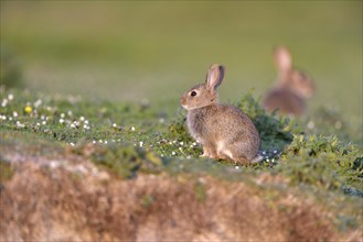 European rabbit (Oryctolagus cuniculus) in a meadow