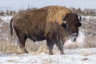 Male American bison (Bison bison) on snow