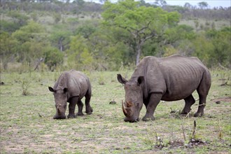 Two White rhinoceroses (Ceratotherium simum)