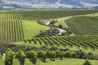 Vineyards