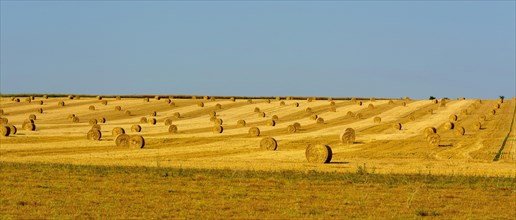 Bales of straw in region Limagne
