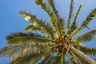 Coconut palm (Cocos nucifera) with coconuts
