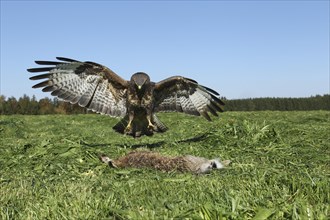 Steppe buzzard (Buteo buteo) lands at dead mown European hare (Lepus europaeus) Allgau