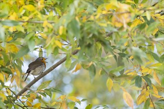 Singing European robin (Erithacus rubecula) on branch