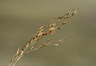 Ear of Williams lovegrass (Eragrostis tef)
