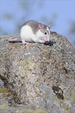 Fancy rat (Rattus norvegicus forma domestica) on a rock