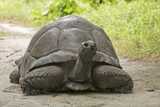 Curious Aldabra Giant Tortoise (Aldabrachelys gigantea) about Bird Island