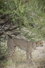 Cheetah (Acinonyx jubatus) markes a bush
