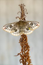 Small emperor moth (Saturnia pavonia)