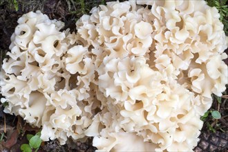 Wood Cauliflower fungus (Sparassis crispa)