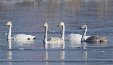 Group Whooper swans (Cygnus cygnus) swim in semi-frozen water