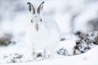 Mountain hare (Lepus timidus) sitting in snow