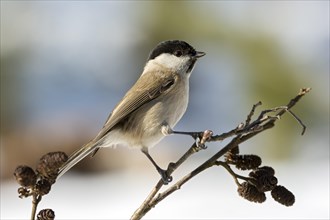 Marsh tit (Parus palustris)