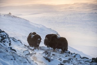 Musk oxes (Ovibos moschatus)