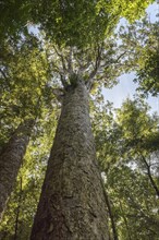 New Zealand Agathis australis trees (Agathis australis)