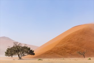 Camelthorn tree (Acacia erioloba) in front of Sand Dune