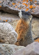 Yellow-bellied marmot (Marmota flaviventris) in rocky habitat