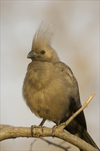 Grey Go-Away-Bird (Corythaixoides concolor) on twig
