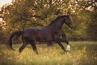 Sports horse (Equus) galloping over meadow