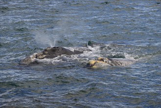Blowing Southern right whale (Eubalaena australis)