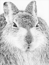 Mountain hare (Lepus timidus) in the snow