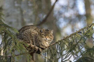 Wildcat (Felis silvestris) dozes in a tree
